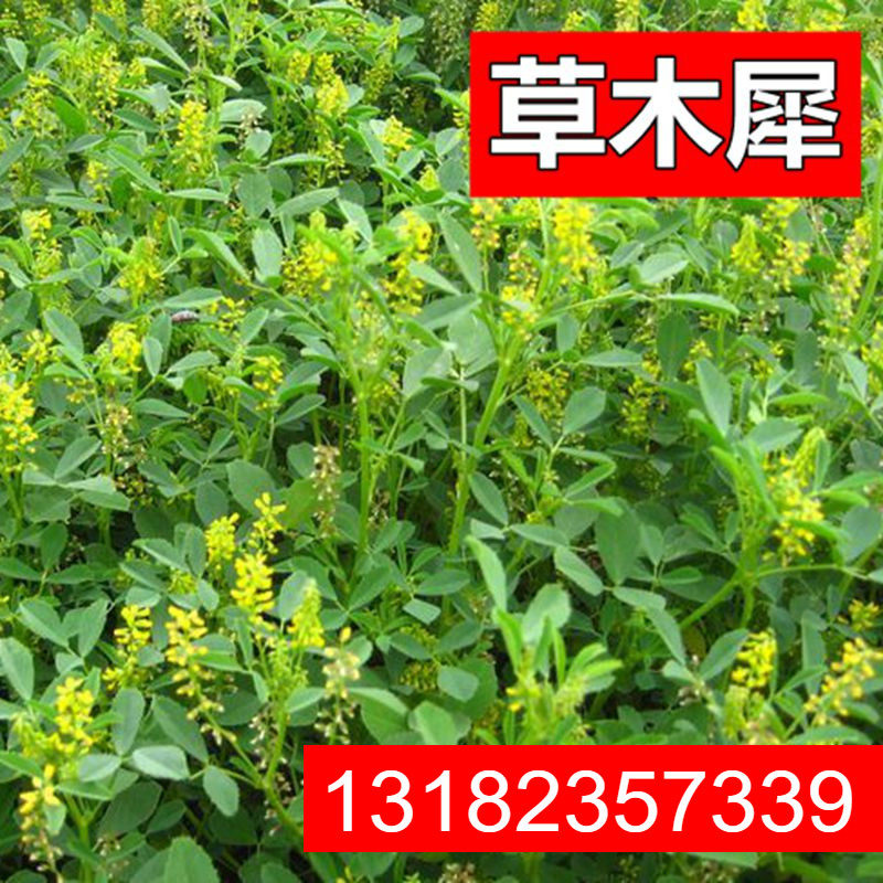 草木樨种子进口黄花蜜源植物四