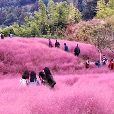 粉黛乱子草种网红花籽毛芒