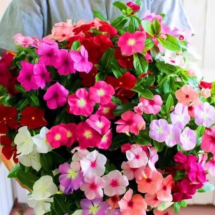长春花天天开盆栽四季观花五叶梅花苗带花苞发货阳台窗台客厅庭院