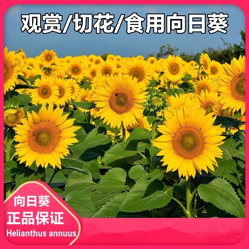 向日葵种孑观赏切花食用籽油