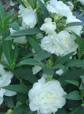 茶花凤仙花种子白色重瓣开花庭院室内阳台盆栽花种籽子指甲花