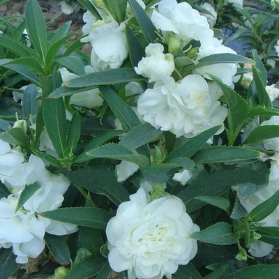 茶花凤仙种子白色重瓣花种籽