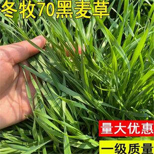 高产冬牧70黑麦草种籽四季常青多年生牧草耐寒草籽养殖禽畜草种子