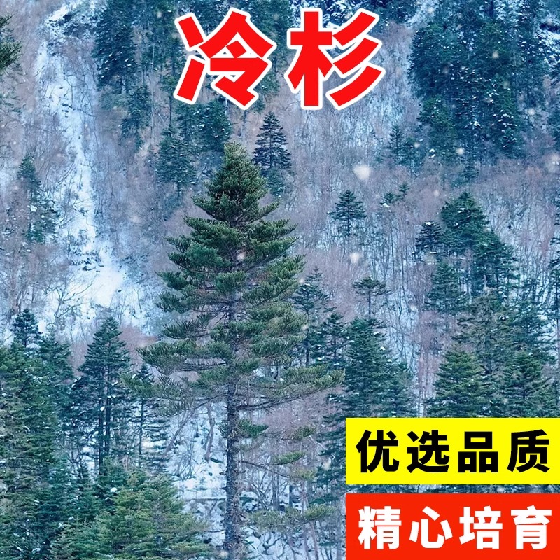 冷杉种子常绿乔木云杉落叶杉铁杉水杉木种子绿化造林