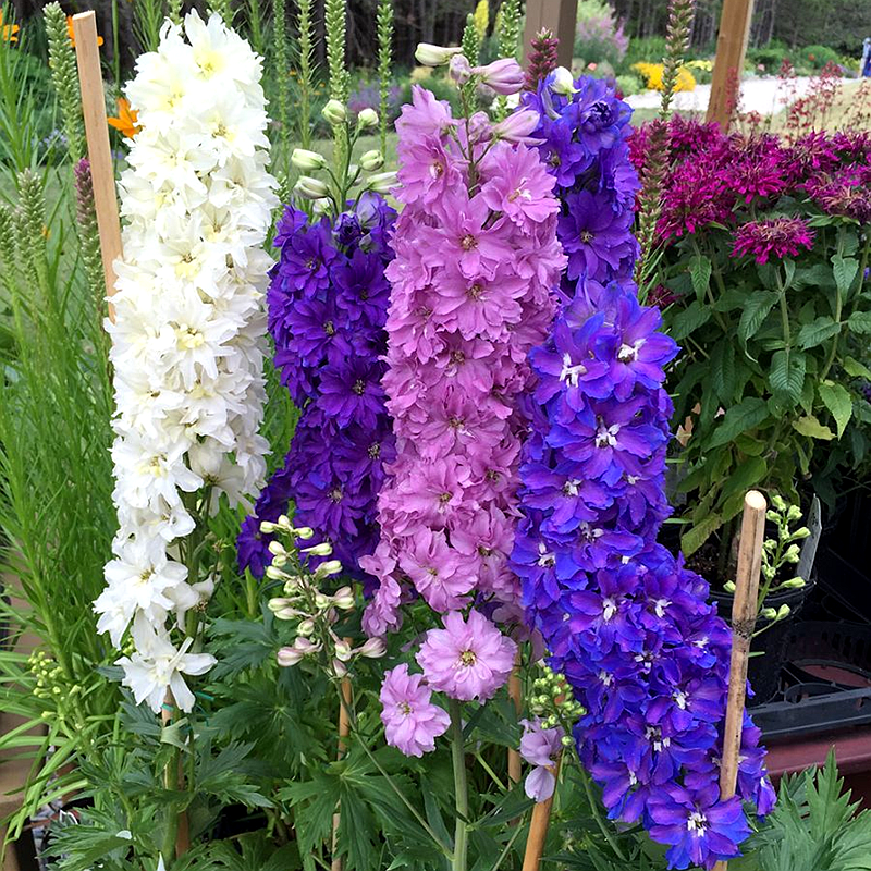 飞燕草种子大花干鸟千多年