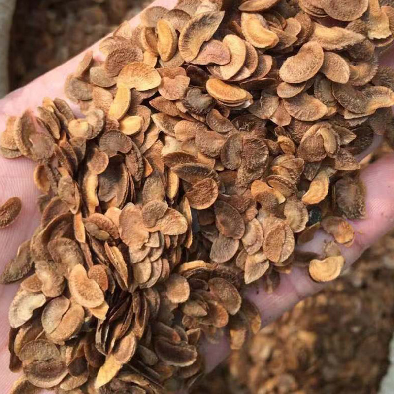 木荷种子林木种子木荷树种 荷木荷树种子园林绿化行道树种子