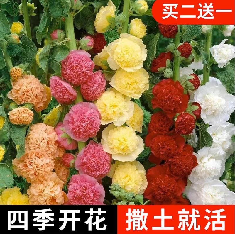 蜀葵花种混色一丈红重瓣子室