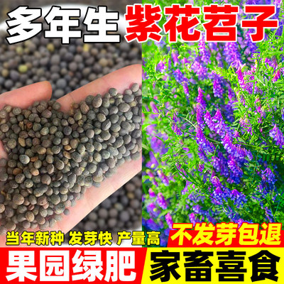 光叶紫花苕种子蜜源花果园绿肥