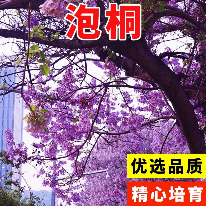 亚安谷种子空桐木紫花树毛图片