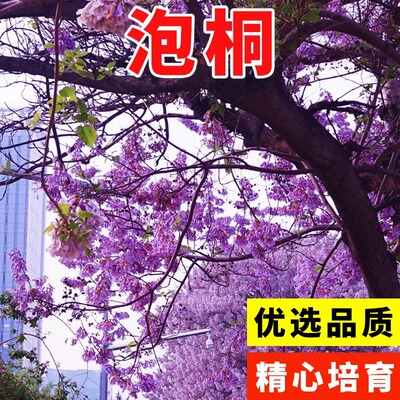 亚安谷种子空桐木紫花树毛