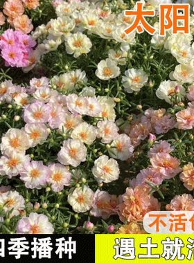 重瓣太阳花花种子四季播种开花易成活花籽花卉种孑阳台凤仙花种籽