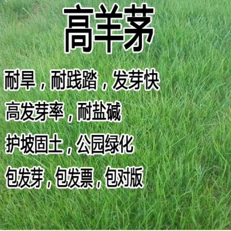 耐践踏庭院护坡绿化草籽