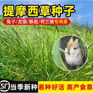 提摩西草种子喂兔子豚鼠荷兰猪龙猫陆龟四季牧草粮种植养兔专用草