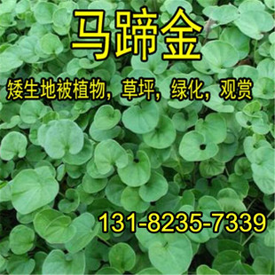 马蹄金种子草籽草坪种子小金钱草铜钱草种子四季常青耐高温绿化