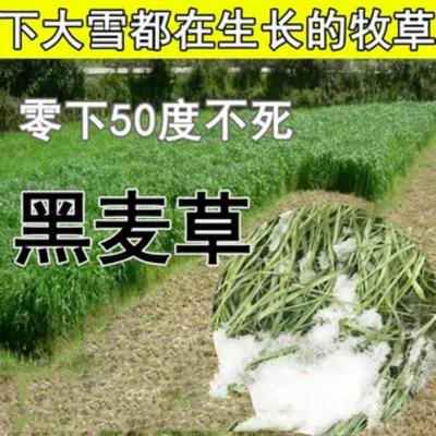 进口紫花苜蓿牧草种子多年