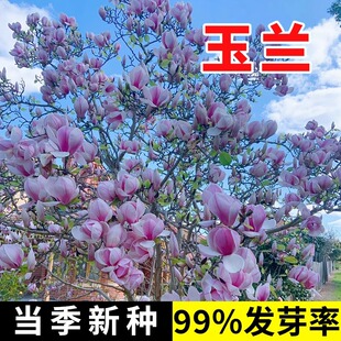 新采玉兰种子紫玉兰花 红玉兰 山玉兰 广玉兰种子 辛夷玉兰树种子