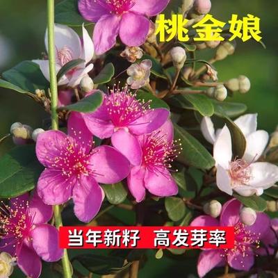 庭院新鲜桃金娘种子亚安谷