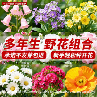 野花组合花籽耐寒多年矮生波斯菊花种子四季易活格桑花种籽百日草