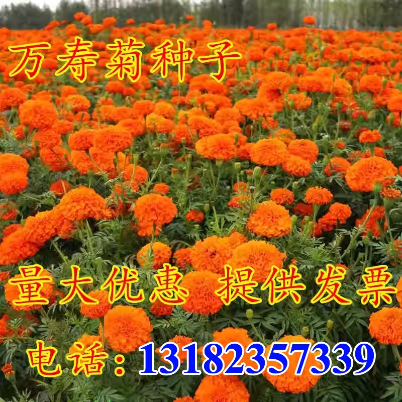 万寿菊种子花绿化四季易活