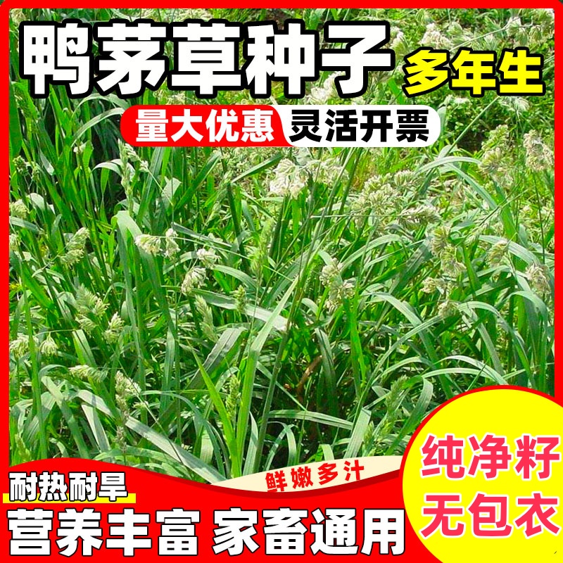 鸭茅草种籽多年生耐热耐旱四季播种家禽喂牛羊鹅兔鸡鸭牧草种子