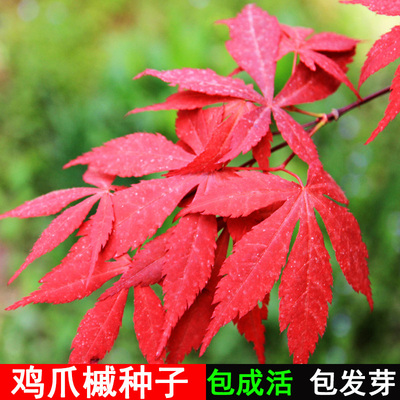 新采林木树种籽三角枫子鸡