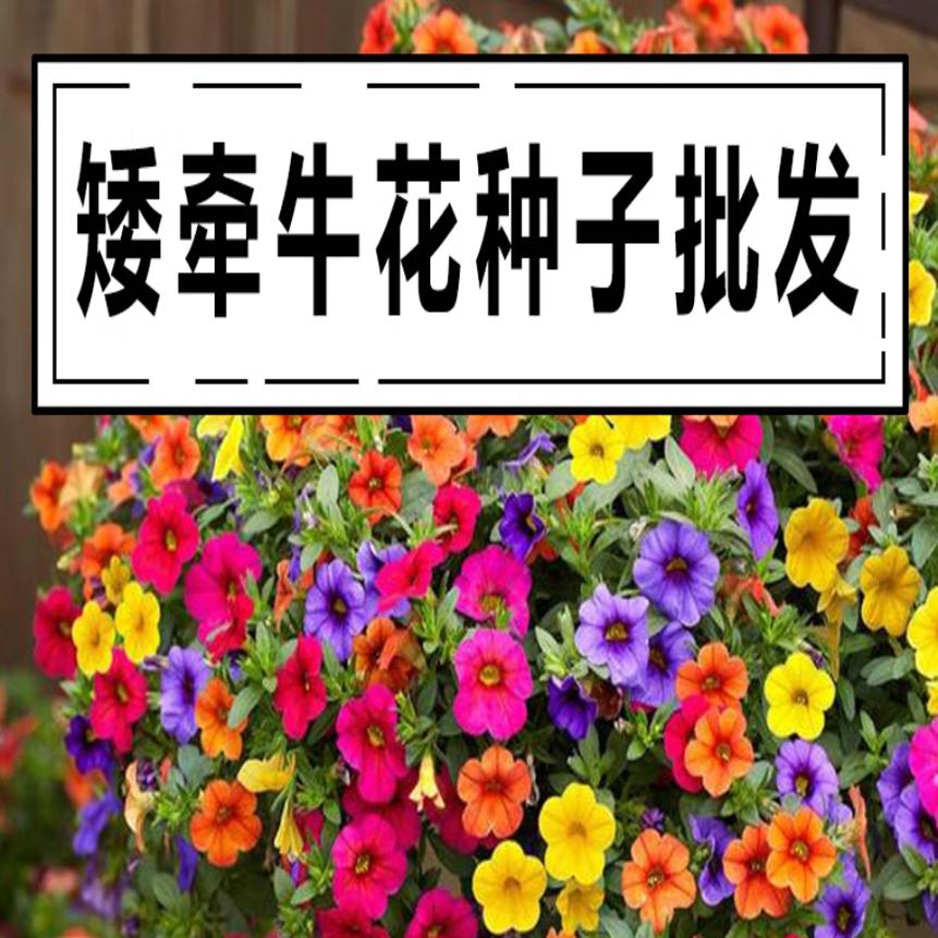 矮牵牛花种子阳台庭院开花花卉盆栽植物种子