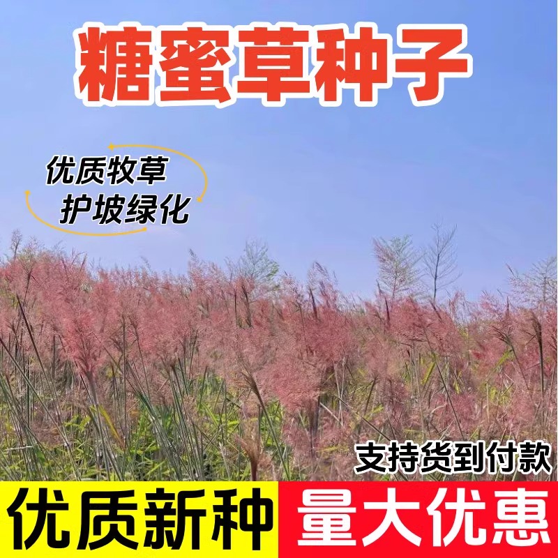 糖蜜草种子蜜糖草坡地毛冠草花境花园配景耐寒多年生盆栽观赏草籽