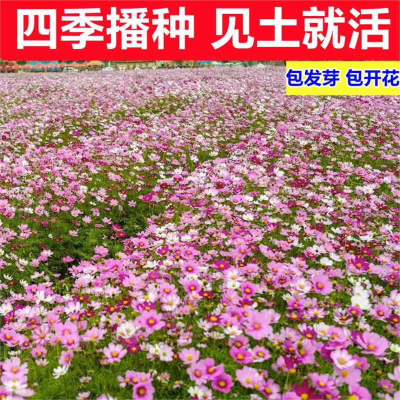 格桑花种籽子四季播开易活