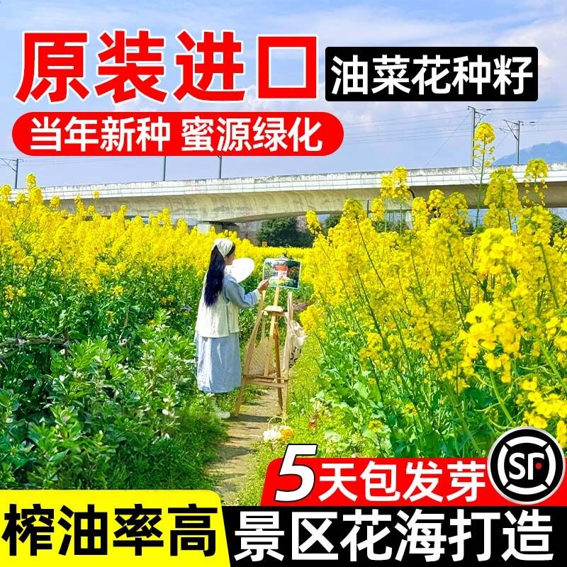 观赏油菜花种子油菜花籽种高产矮杆榨油南方种四季油菜种籽孑
