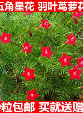 羽叶茑萝花卉种子四季易庭