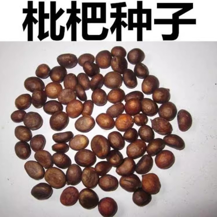 枇杷树种子 琵琶种子白玉枇杷 芦橘白枇杷 大五星枇杷种子 果树籽