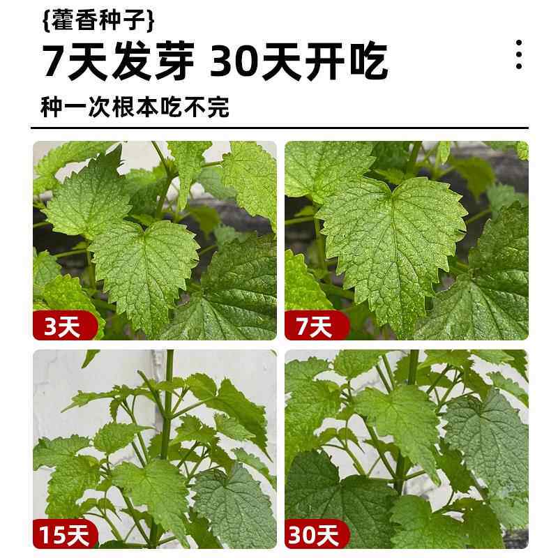 藿香种子霍香正气香草种子五香十香大茴鱼香草高产盆栽蔬菜种子孑
