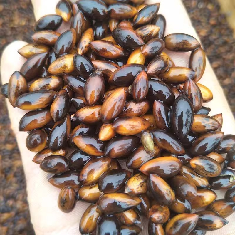 金丝楠木树种子四川小叶楠