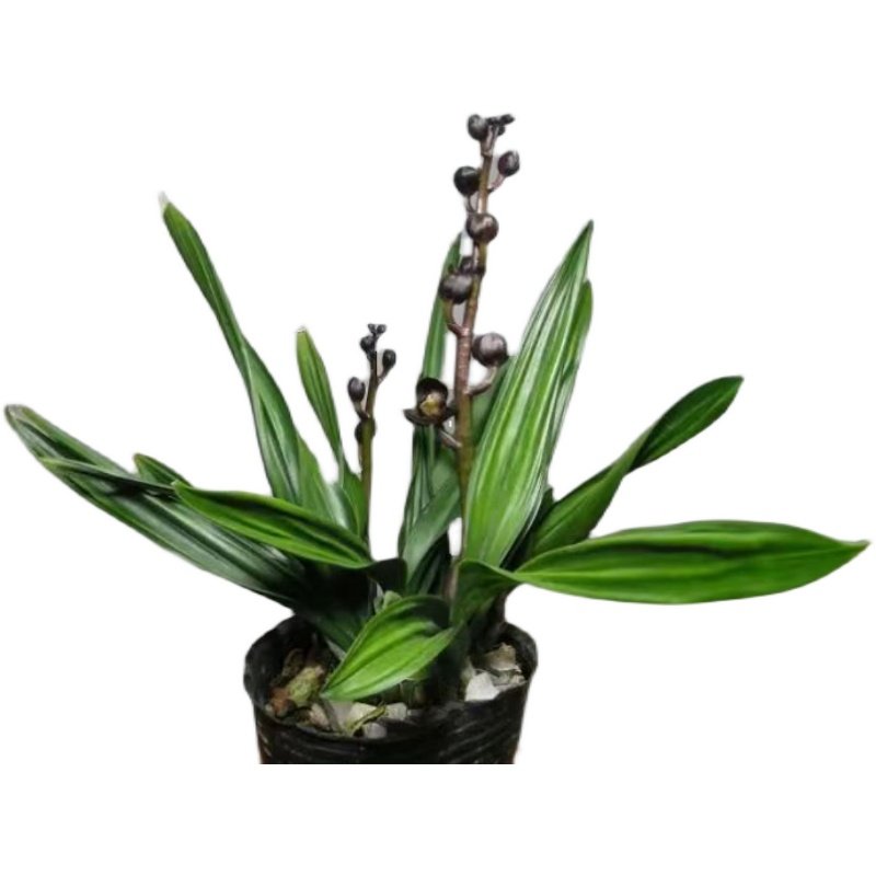 墨兰矮种铭品黑珍珠带花盆兰花苗荷瓣浓香花