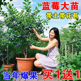 蓝莓树果苗l25盆栽特大号f6蓝莓苗南方北方种植奥尼尔 蓝梅树树苗