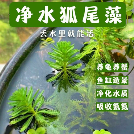 狐尾藻羽毛草浮草净化水质河道鱼池污水治理水培漂浮耐热水生植物