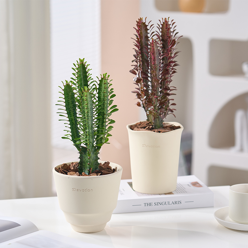 龙骨植物盆栽多肉仙人柱室内外客厅阳台防辐射吸甲醛绿植耐旱好养