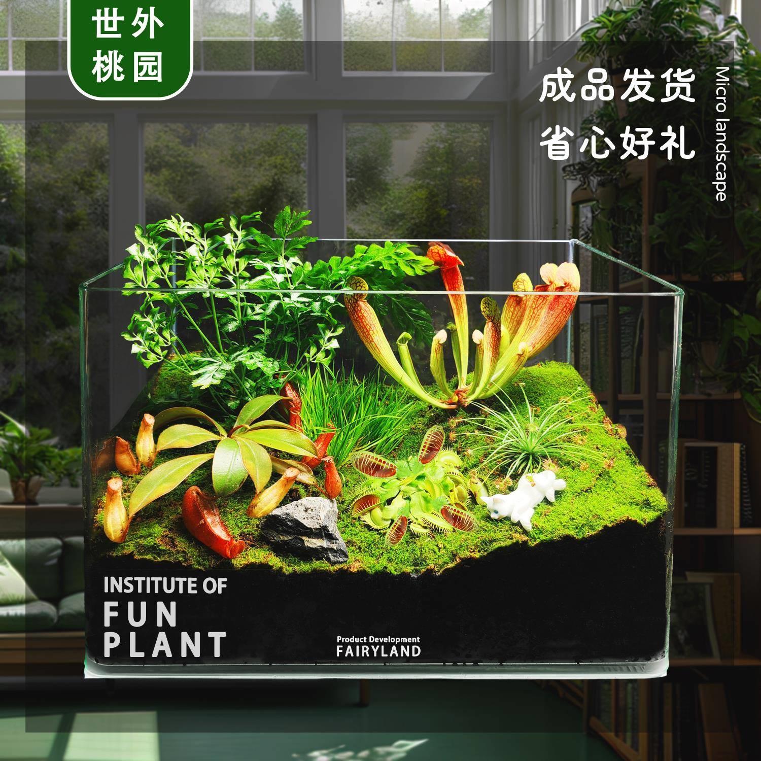 苔藓生态缸玻璃捕蝇微景观私人花园客厅室内食虫植物种好发货易养