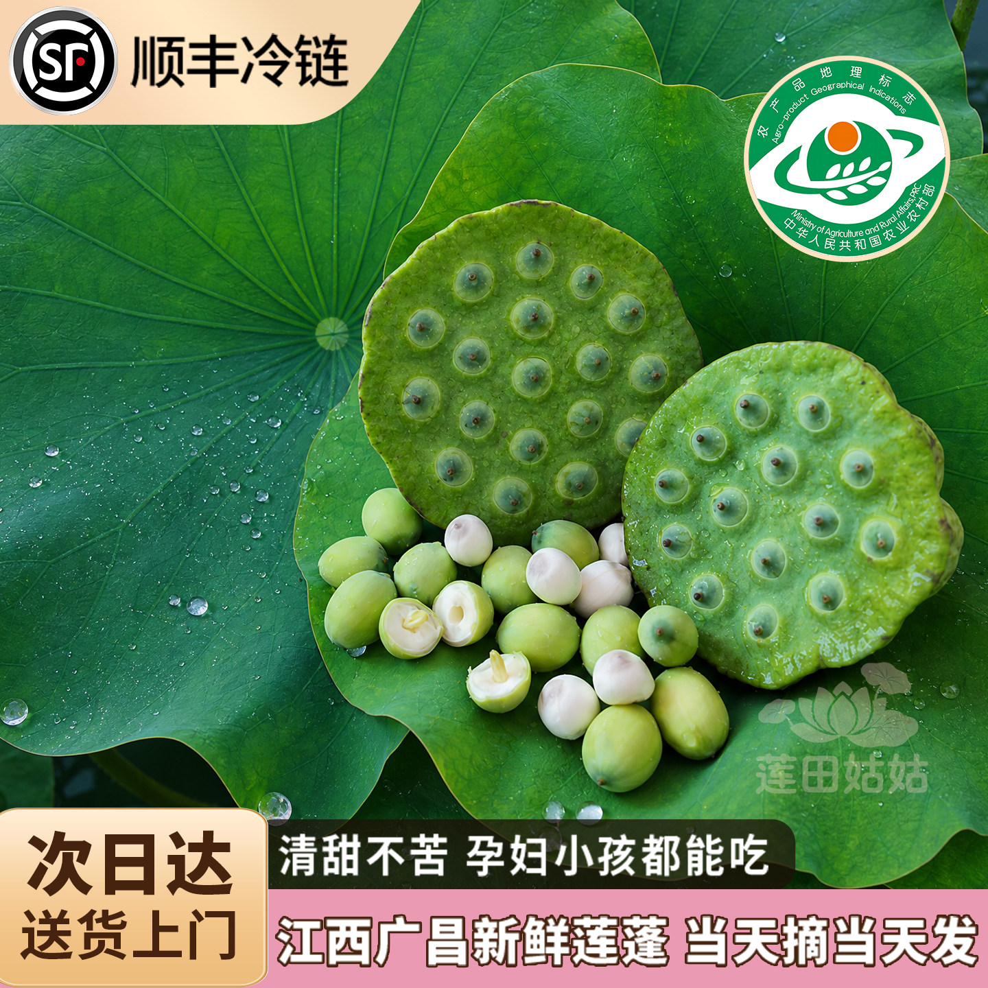 顺丰包邮江西广昌莲蓬当季现摘