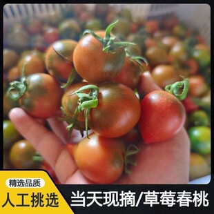 【4.99斤】福建盐碱地正宗春桃柿子西红柿新鲜 酸甜小番茄