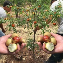 枣树活苗嫁接特大枣树苗沾化冬枣二代南方北方庭院种植当年结果苗