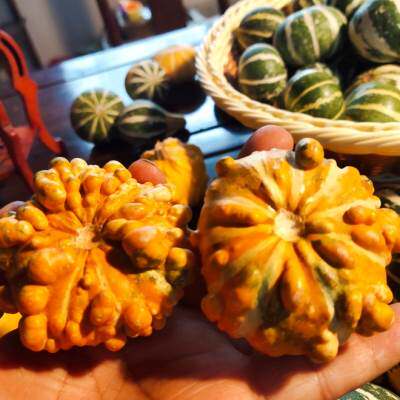 把玩堵青皮墨西哥虞美人葫芦小淘气观赏南瓜西瓜球摆件