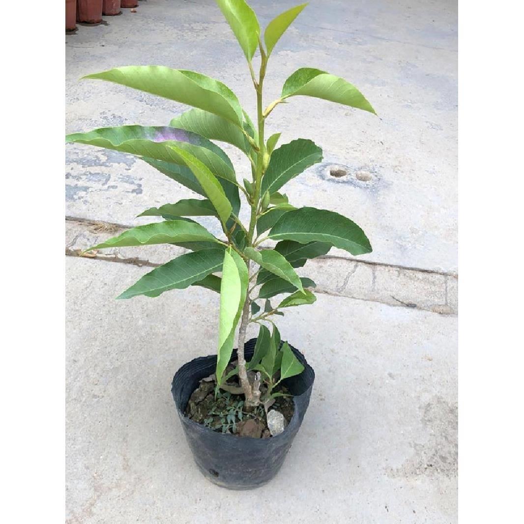 白兰花盆栽花卉绿植物室内外花四季黄角兰白玉兰花树苗老桩带花苞