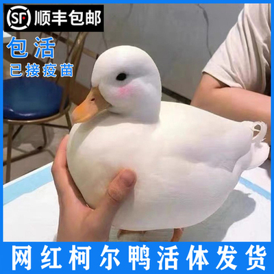 网红柯尔鸭受精蛋宠物鸭