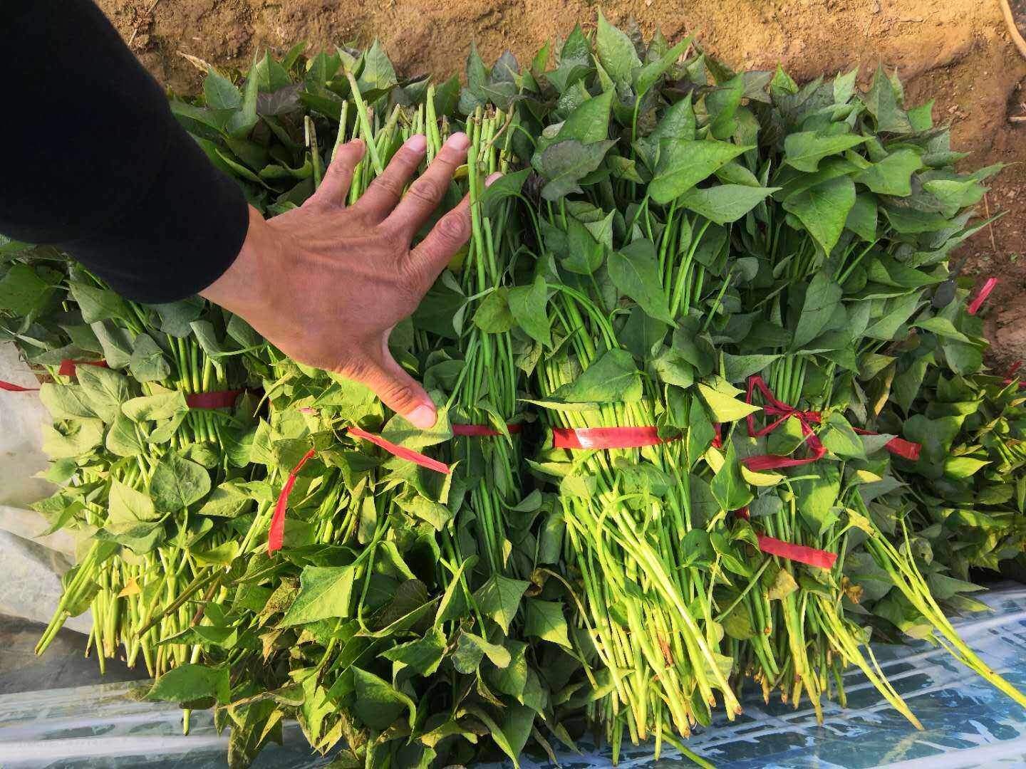 饮马泉 脱毒红薯苗秧烟薯25西瓜红哈密白蜜薯商薯19紫白黄心100株