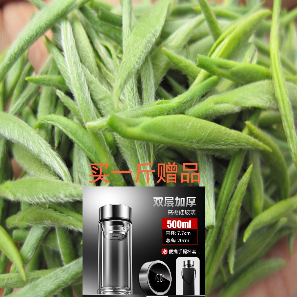 正宗信阳毛尖明前春茶新茶特级毛尖茶绿茶新2022信阳毛嫩芽茶叶