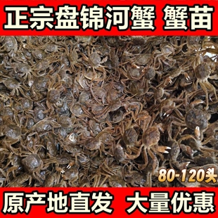活蟹盘锦河蟹苗大闸蟹苗扣蟹稻田养殖淡水小螃蟹幼苗中华绒螯蟹苗