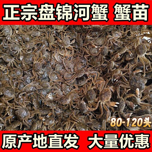 淡水小螃蟹中华绒螯蟹盘锦河蟹苗