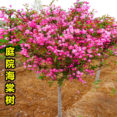 西府海棠花树苗大树四季垂丝海棠盆栽庭院大型高杆风景树植物地栽