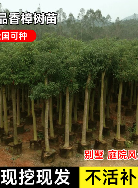 香樟树苗香樟大树别墅绿化四季庭院绿化苗木南方北方种植行道树苗